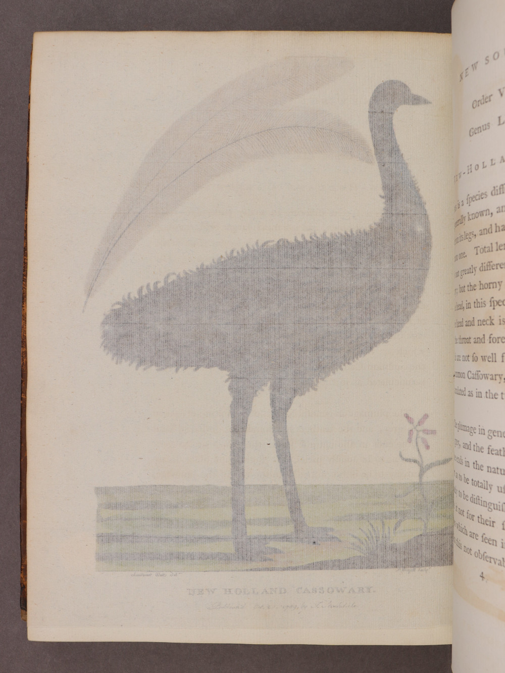 tissue verso